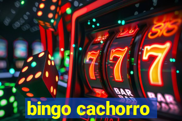 bingo cachorro