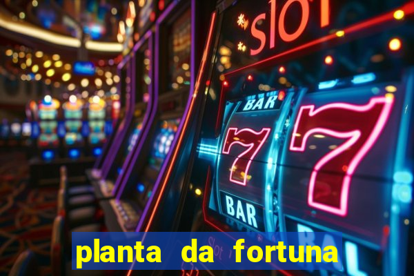 planta da fortuna e felicidade