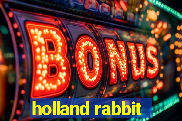 holland rabbit