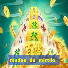 mudas de mirtilo em porto alegre