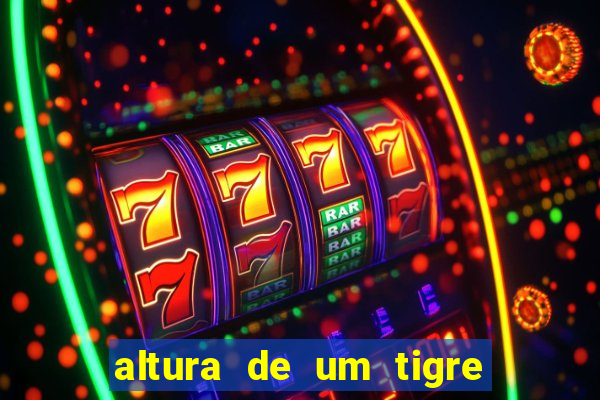 altura de um tigre em pé