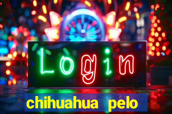 chihuahua pelo longo preço