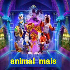 animal mais barulhento do mundo 230 decibeis