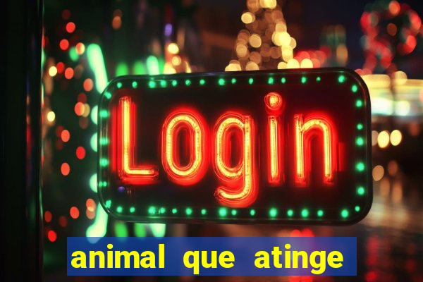 animal que atinge 230 decib茅is