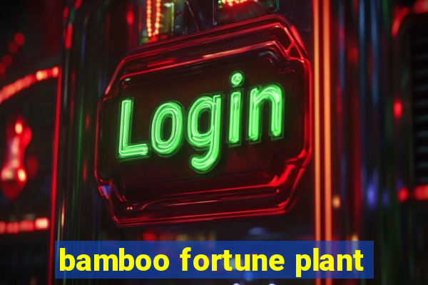 bamboo fortune plant