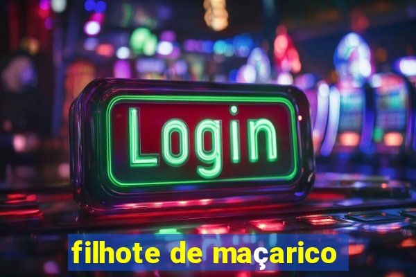 filhote de maçarico