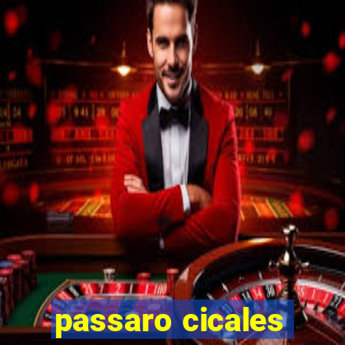 passaro cicales